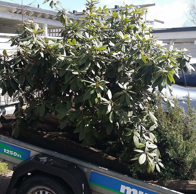 Rhododendronin siirtäminen